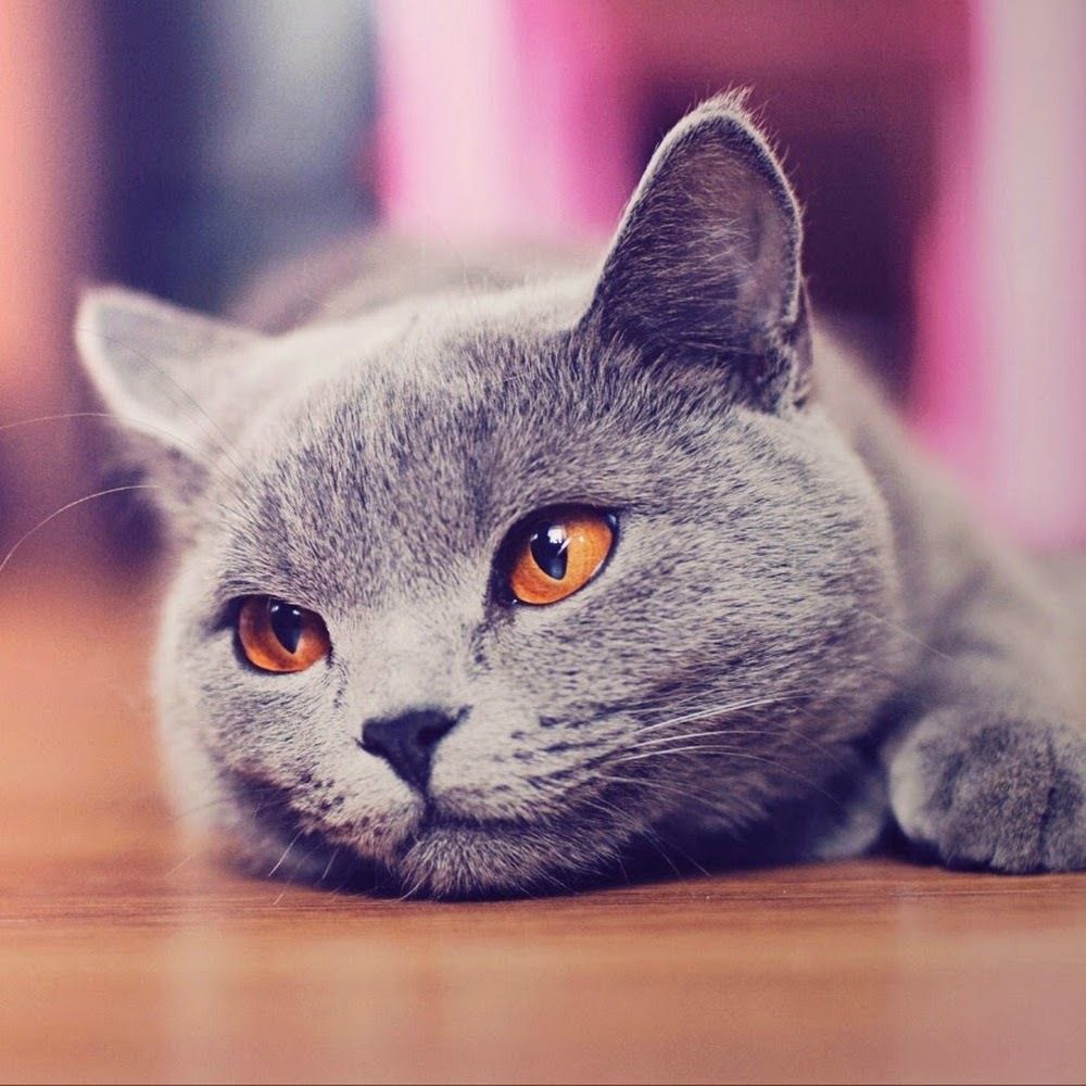 Meet your Posher, Terry